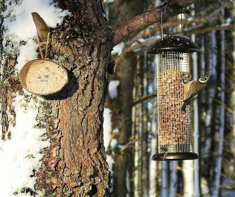 Dava School House Bed & Breakfast Grantown-on-Spey Екстериор снимка