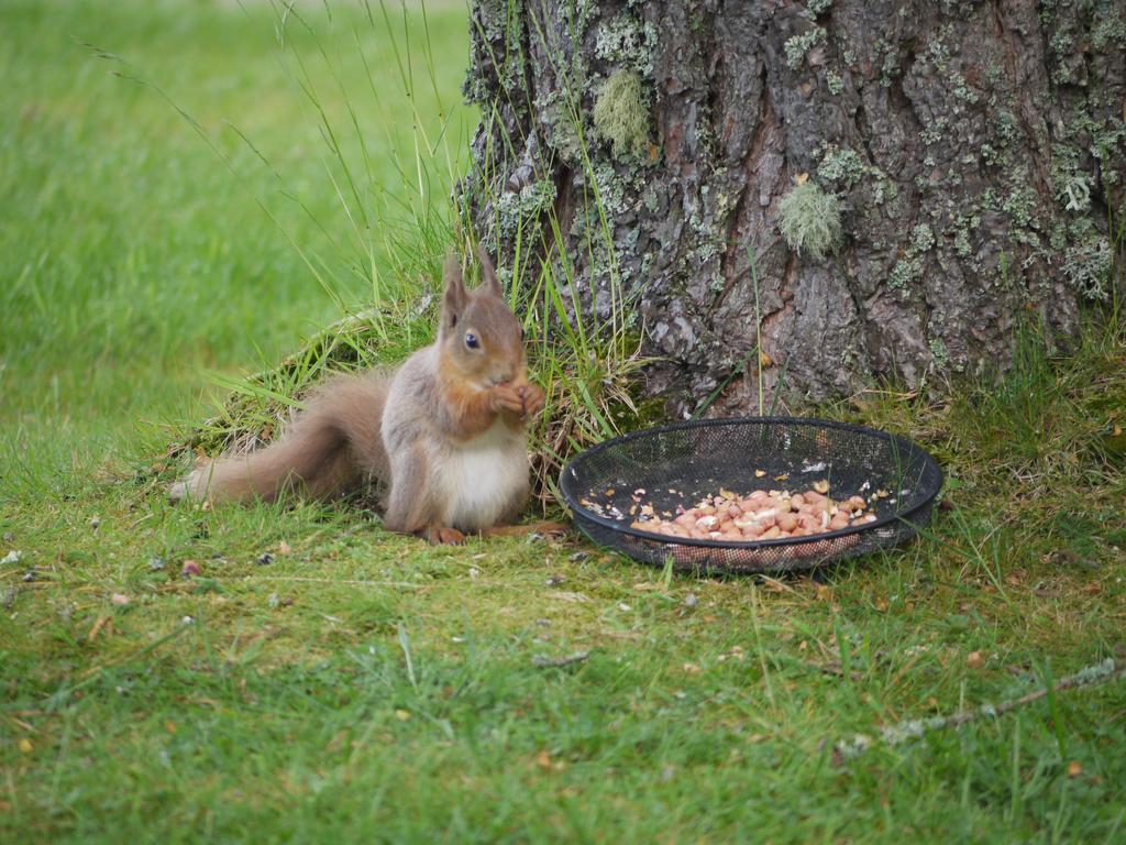 Dava School House Bed & Breakfast Grantown-on-Spey Екстериор снимка